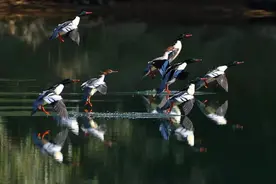 春江水暖鸭先知！福州永泰嵩口中华秋沙鸭翩翩起舞迎新春图片