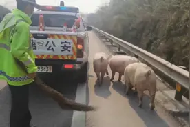 72秒丨货车侧翻“二师兄”大闹高速 民警变“猪倌”找齐三十余头生猪视频封面