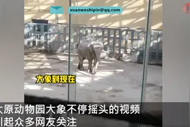 太原动物园回应大象呆滞摇头：已排除抑郁可能，属于刻板行为图片