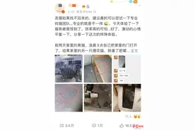 一个“职业找宠人”的自述：月薪上万，常被当成小偷，最多一天找到5只猫图片