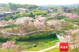 这里的樱花等你来！蓝洋樱花乐园3月开园 将举办首届海南樱花节图片
