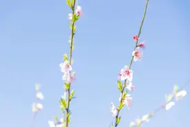 又是一年桃红！全宁波最早开放的桃花已在奉化桃研所竞相吐芳图片