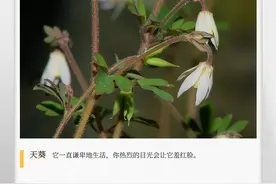 湖湘自然历｜千年老鼠屎，敢吃吗？图片