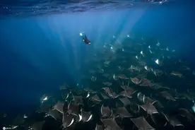 潜水员与数千条蝠鲼同游 浩浩荡荡画面太震撼图片