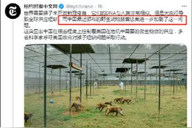 小猴子能有什么坏心眼呢？但美国媒体有图片