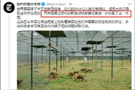 小猴子能有什么坏心眼呢？但美国媒体有图片
