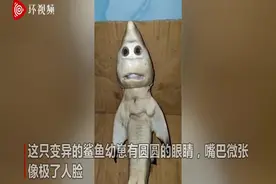 印尼渔夫捕到怀孕鲨鱼 剖开肚子发现一变异幼崽“长人脸”图片