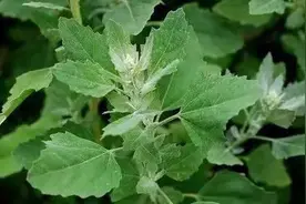 青未了｜春天的野菜图片