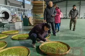 光山打早茶啦，茶叶冒得太好了图片