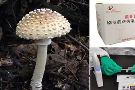 云南人还怕吃野生菌中毒？昆明植物研究所研发出检测“利器”视频封面