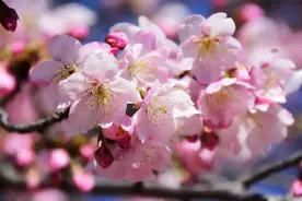 樱花、梅花、玉兰……开启多彩春天，赶紧预约打卡图片