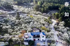 如雪如诗，重庆李花开始盛放图片