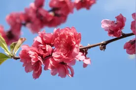桃李花迎春绽放 又到一年赏花时图片