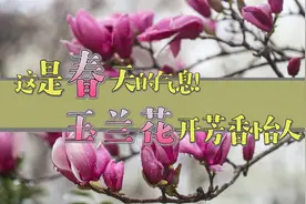 这是春天的气息！玉兰花开芳香怡人视频封面
