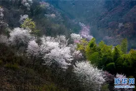「“飞阅”中国」古道春风樱如雪图片