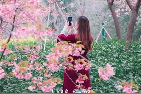 东湖樱花园27日开园，你想知道的都在这里图片