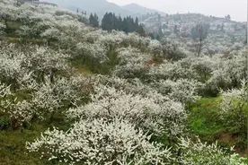 习水：万亩李花盛开 春色满山图片