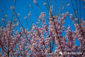 樱花提前开了，真美！（附武汉最全赏樱指南）图片