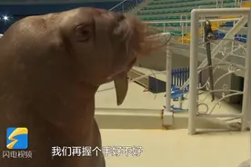 泉城欧乐堡的“海象先生”春节期间get了书法新技能！元宵节和闪电新闻记者battle了起来视频封面