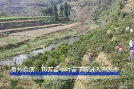 贵州余庆：10万亩小叶苦丁茶进入开采季视频封面