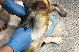 伤口深到见骨！小狗浑身多出虐伤，让人心痛！不爱请不要伤害图片