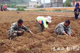 不负春光！富民果农修枝忙，倘甸群众忙春种图片