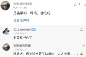 杭州余杭娘娘山里一堆“韭菜”，竟让科研专家惊叫连连！3亿多年历史，珍稀程度堪比大熊猫！网友：能吃吗……图片