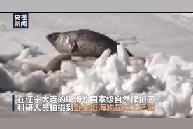憨态可掬！科研人员拍到野生斑海豹冰上产崽图片