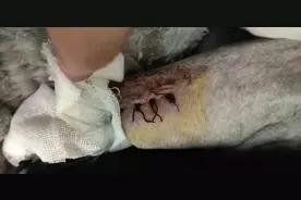 送猫去宠物店洗澡 腿竟骨折了 猫主人：怀疑人为所致图片