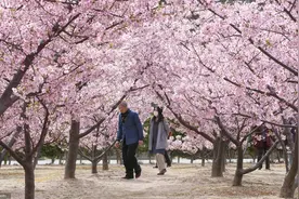 美如画卷！日本山口县樱花盛开图片