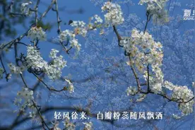 早春梨花千树雪视频封面
