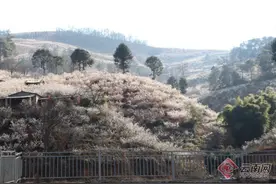 又到樱花盛开时 云南武定县这个电商旅游示范村邀你来赏花图片