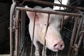 我国部分本土种猪濒临灭绝，市场正遭遇“卡脖子”风险！专家发出呼吁图片