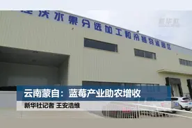 云南蒙自：蓝莓产业助农增收视频封面