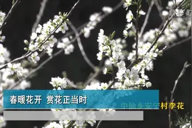 春暖花开 赏花正当时视频封面