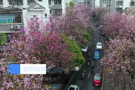 紫荆花开满城春视频封面