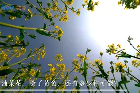 好看！江西农业大学培育出38种颜色油菜花，令人眼前一亮图片