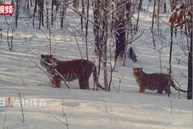 珍贵瞬间！吉林拍到东北虎妈妈带娃遛弯，网友：它也要带娃，平衡了图片