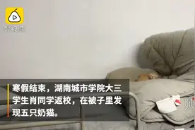 太可爱了！男生返校被子里发现5只小奶猫图片