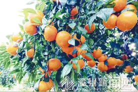 漳浦：沃柑满枝头图片