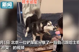 棋逢对手！哈士奇和主人“吵架”眼看要输二哈一招制服铲屎官图片