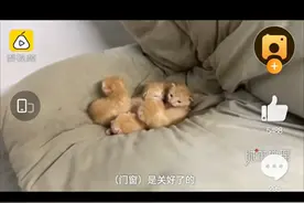 大学生寒假返校，一掀被子发现5只小奶猫！网友：这算喜当爹吗？图片