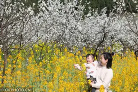 油菜花开金黄一片 春色秀丽美如画图片