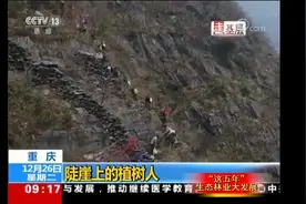 《这五年》| 县林业局：植树造林 让荒山变金山图片