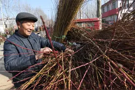 春雨知时节 农民购树忙图片