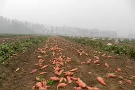 青未了｜地瓜的故事图片