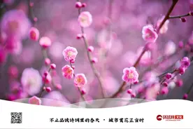 不止品读诗词里的春天：梅花报春，7个城市诗意赏花图片