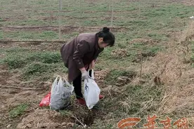 西安地铁5号线交大创新港站周边野菜多 市民带着午饭来挖菜图片
