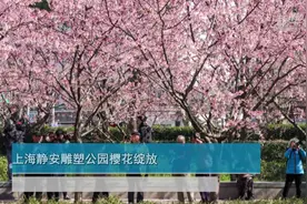 上海静安雕塑公园樱花绽放视频封面