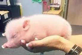 把你捧在手心里！500斤怀孕“二师姐”瘫痪了，大叔一把把喂它猪食图片